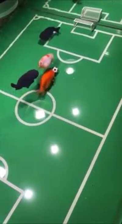 Fish play soccer in their tank after owner ‘trains’ his pets.