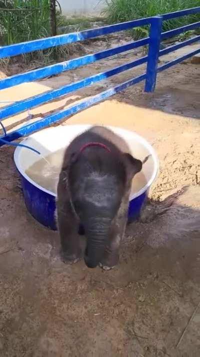 Baby Elephant loves bathtub