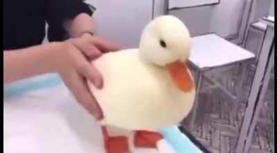 The most perfect duck