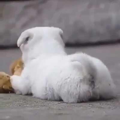 Can't get cuter than that, a puppy plays with ducklings