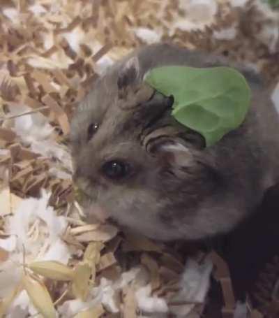 Gave Bugsy a little spinach hat today 🥬🥺💕