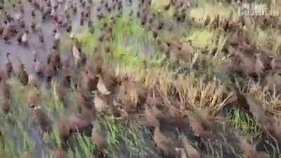 Using Hundreds of Ducks to remove weeds for farming purposes