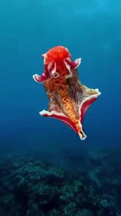 🔥 Spanish dancer nudibranch