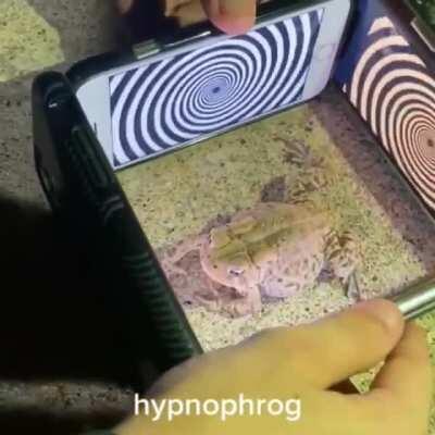 hypnophrog...😳🐸👍🏽