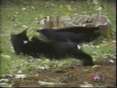 Crow feeds and befriends stray kitten, couple films the unlikely pair's friendship for over 8 months.