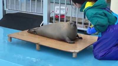 A seal getting weighed