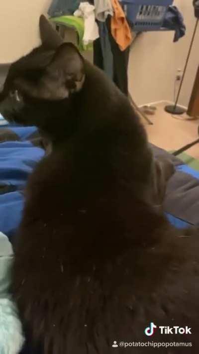 Would you like to be pet?