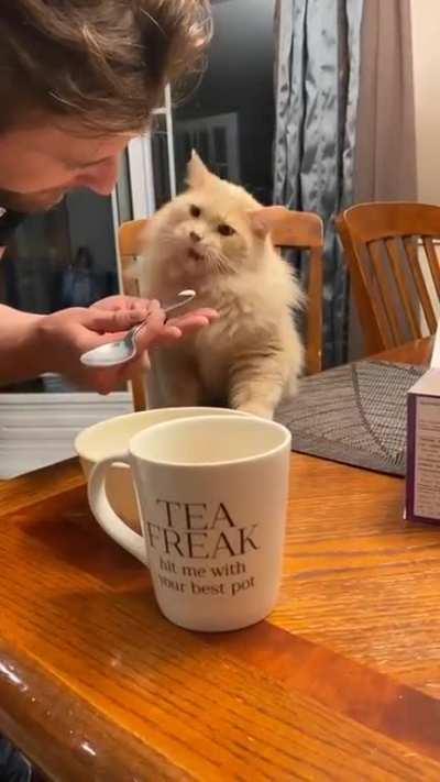 wcgw if you give your cat an ice cream