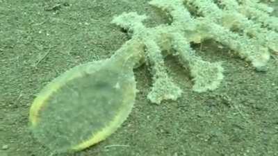 This creature on Indonesian sea floor