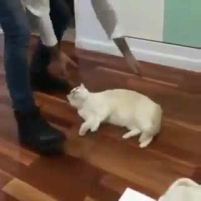 Cat Willingly Slides Across Floor