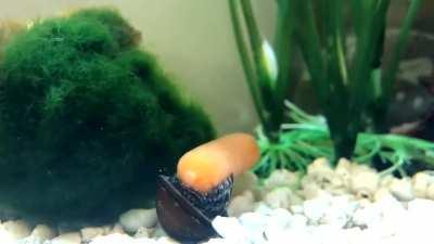 Snail eating carrot