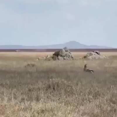 🔥 a zebra dishes out a hefty kick to avoid becoming a lions next meal 🔥