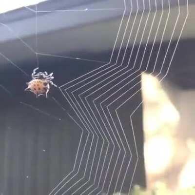 Just a spidey weaving her web