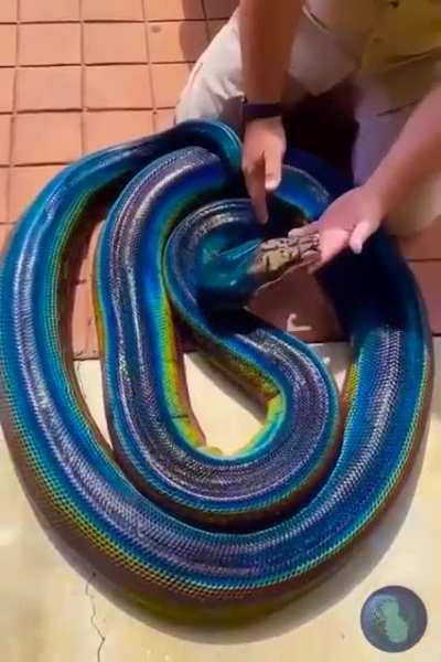 The Rare and exotic Rainbow Boa