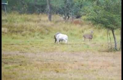 Ram charges into deer