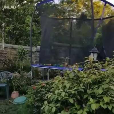 Dog really loves his new trampoline