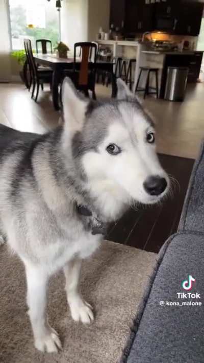 husky