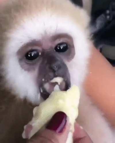 Baby Gibbon Eating A Banana