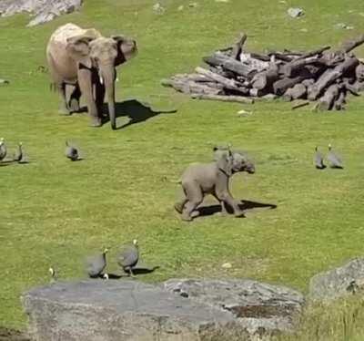 Baby elephant zoomies