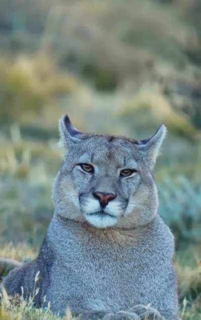 Have you ever wondered what the 4th largest cat in the world sounds like?