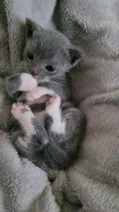 Our 3 week old girl has discovered her toe beans! (Sorry for the bad audio of my husband and I having cuteness overload!)