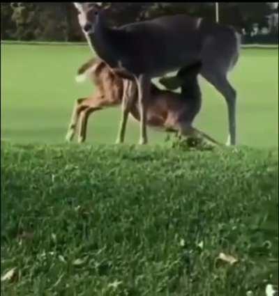 Amazing golf shot