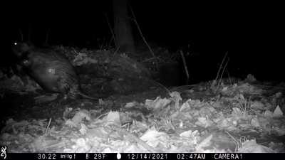 Beaver waking on its hind legs!