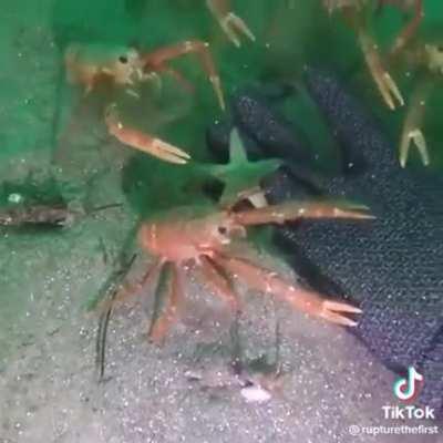 crab