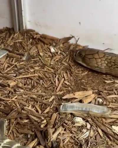 A king cobra shedding its skin