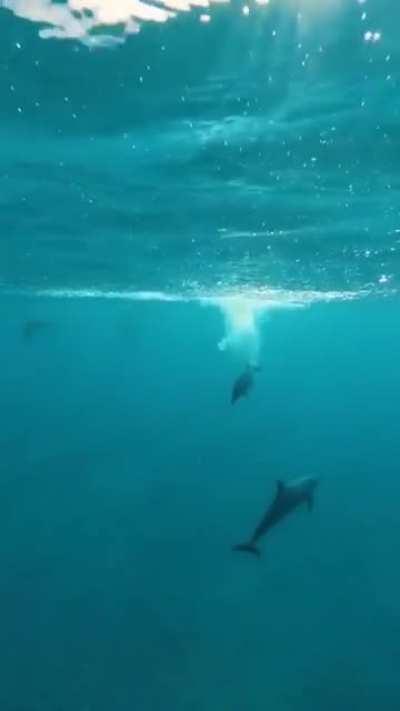 This spectacular view of a Dolphin jump.