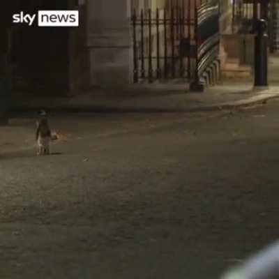 Cat shows who run the streets ...