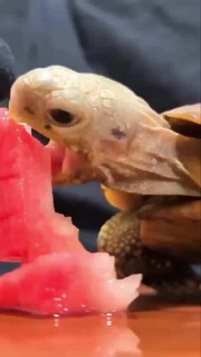 The sound of the turtle noming on this watermelon