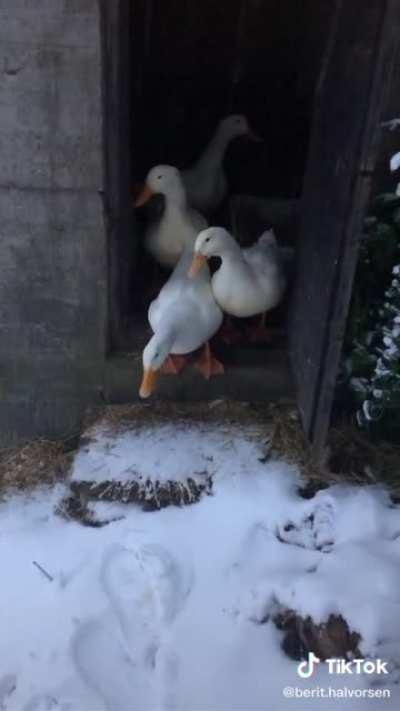 Ducks see the snow for the first time