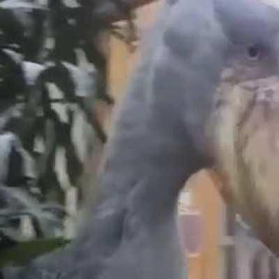 Shoebill stork mating call (close your eyes)