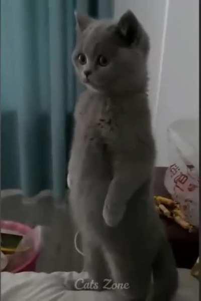 Funny cat