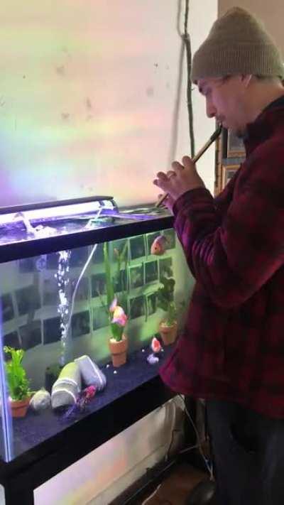 My spouse plays flute every morning for my water hamsters