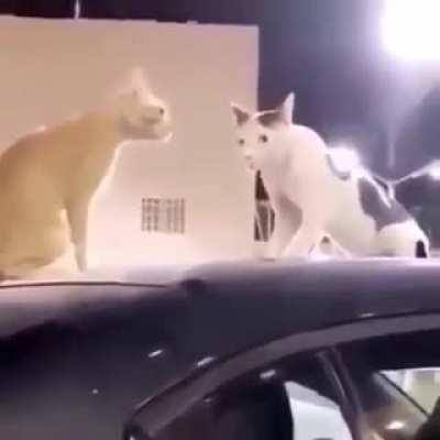 Cursed_cats