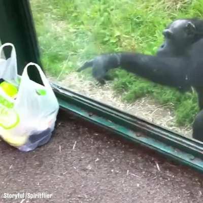 Chimpanzee Instructs Woman To Pour him a Drink Through A Hole Of Cage