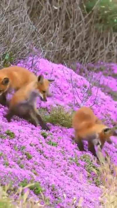 🔥Skulk of foxes enjoying the summer blooms..