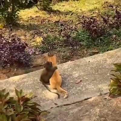 Baby monkey & cat hanging out..