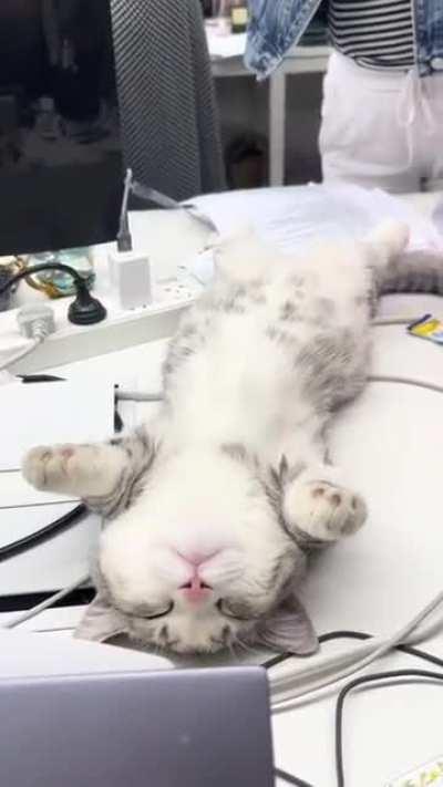 It’s time for a nap during office hours