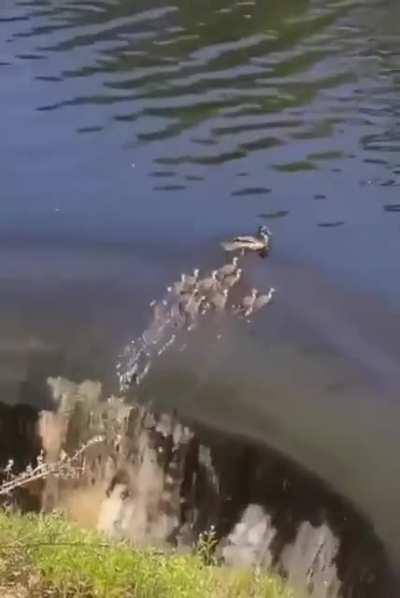 Ducklings go on full throttle to escape