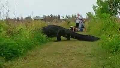 The largest recorded alligator at 14 feet 9 inches