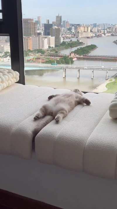 Little cat wakes up and stretches after a beautiful nap