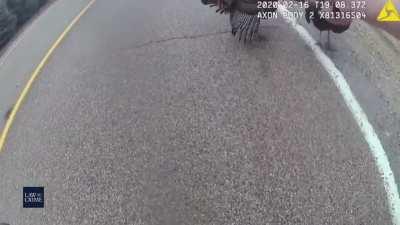 A flock of turkeys gang up on a police officer