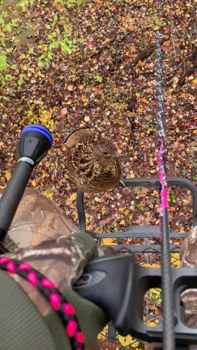 🔥 A curious grouse hopping up the ladder of a deer stand to check out a bow hunter 🔥