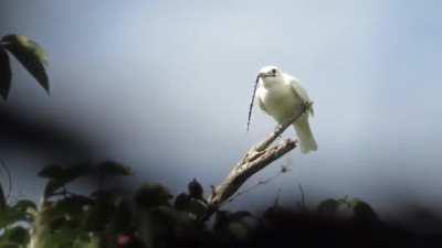 With the loudest bird &quot;song&quot; recorded (125 dB on average), the white bellbird sounds like an alien siren