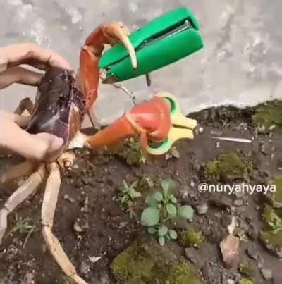 Live-Action Hitagi Crab (Now with Music)