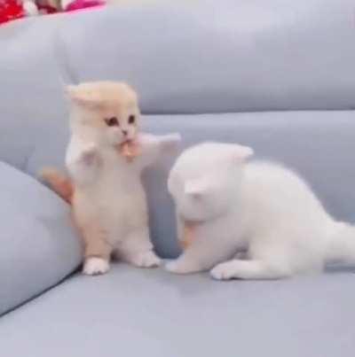 a kitten trying to protect itself from dangerous attack