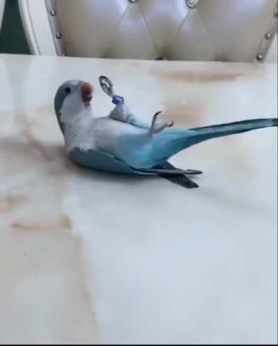 birbflip